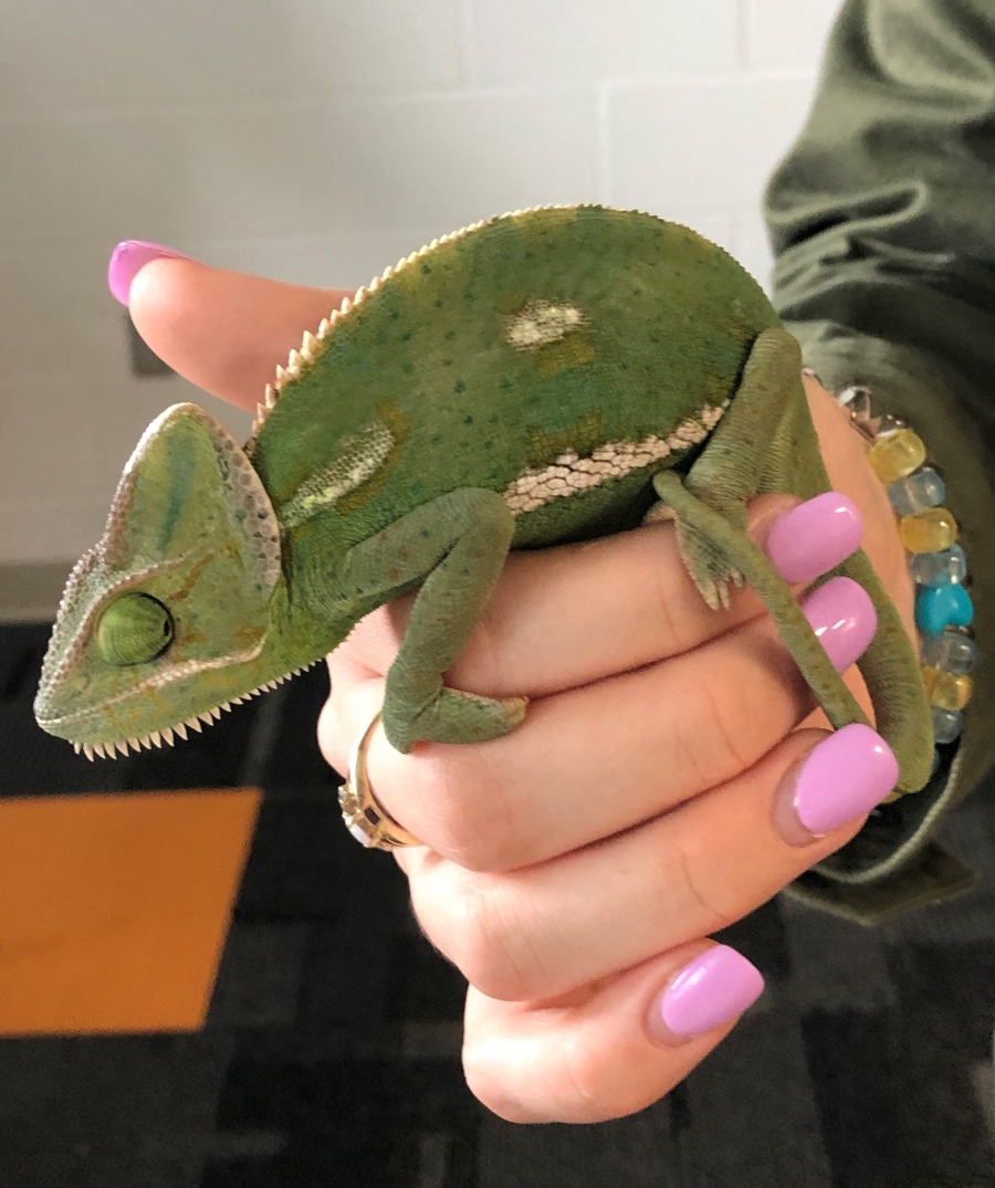 MORE LEARNING FUN IN FIRST GRADE!  Kendra Hickey, a student from the Warren County Career Centers Veterinary Science Program, came to teach first grade students about chameleons. First graders learned about reptiles and got to see firsthand what one looks like and how it uses its tongue to eat. Students listened to a story about how chameleons' mood can change their color and tail shape. Stormy, the chameleon, got a little nervous and started to turn a dull green and she straightened her tail. Stormy performed well and showed students how she snaps her tongue in and out to catch food. Thank you so much Miss Hickey for the amazing experience. 